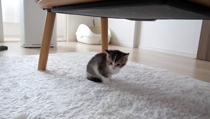 ショボンとした子猫