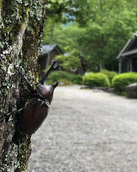 【最強コスパ検証】ダイソーの300円ランタン3種類、本当に優秀なのはどれ？