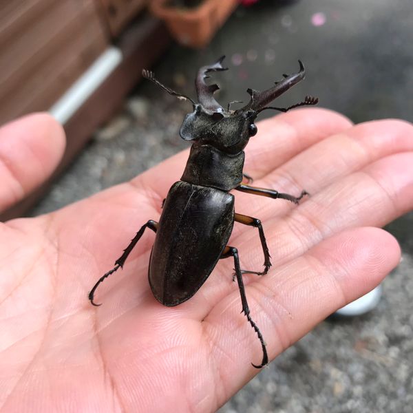 【最強コスパ検証】ダイソーの300円ランタン3種類、本当に優秀なのはどれ？