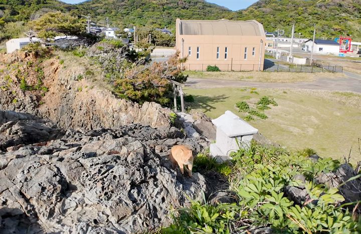 崖を駆け登ってきた猫