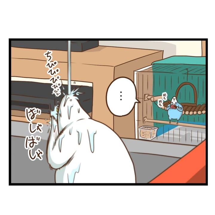 先輩インコが魅せる威厳について描いた漫画のカット（タクセニョリータさん提供）