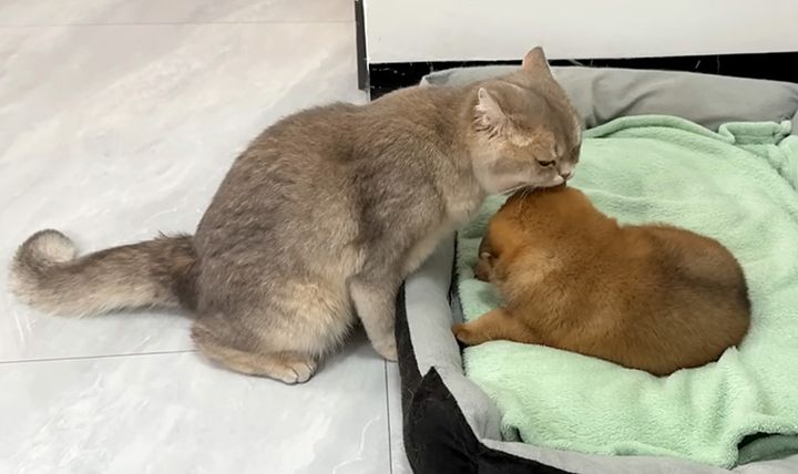 子犬の世話をする猫