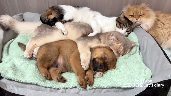 子犬を寝かしつける猫