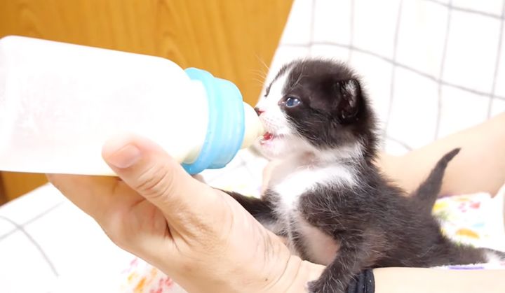 ミルクを飲む子猫