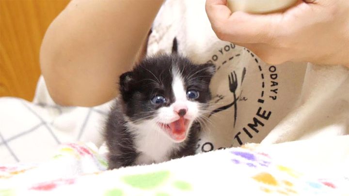 ミルクコールが止まらない子猫