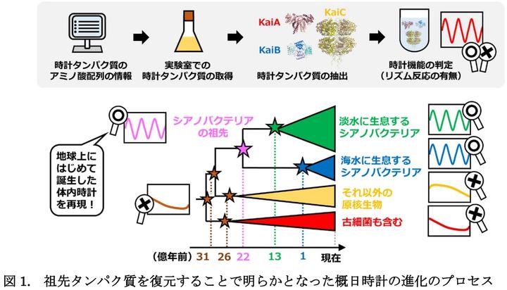 日の出を先読みせよ：謎だった時計の起源を追う