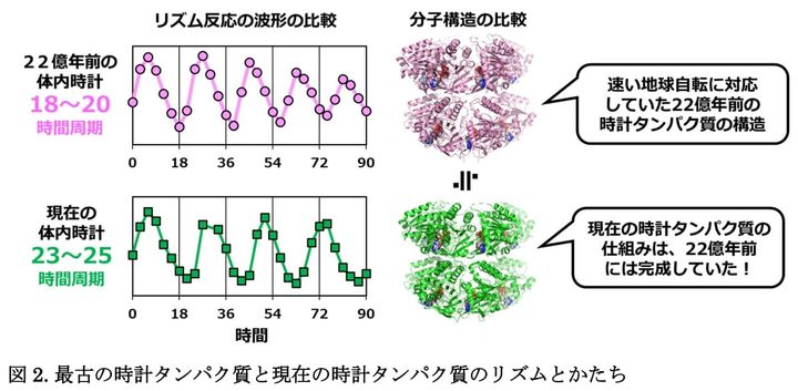 22億年前モデルだけが時を刻んだ──驚きの“18時間リズム”