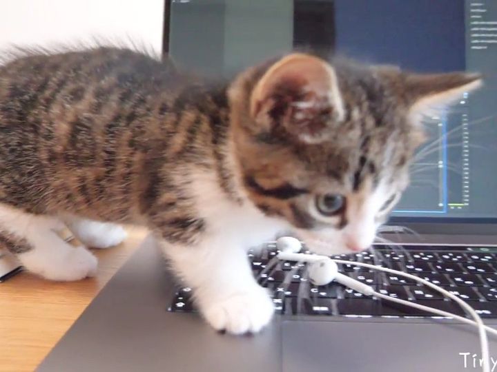 こんなにかわいく邪魔されたら、もう…！