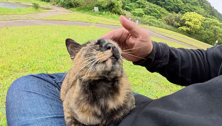 ナデナデを堪能する猫