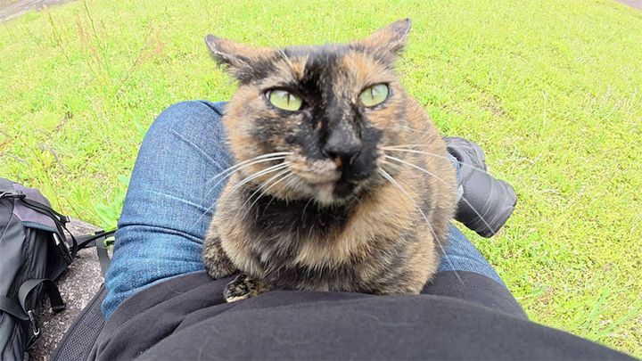 上目遣いで甘えてきた猫