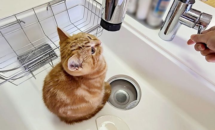 シンクの中の子猫