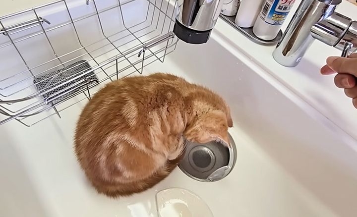 水が気になる子猫