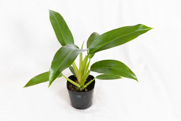 フィロデンドロン