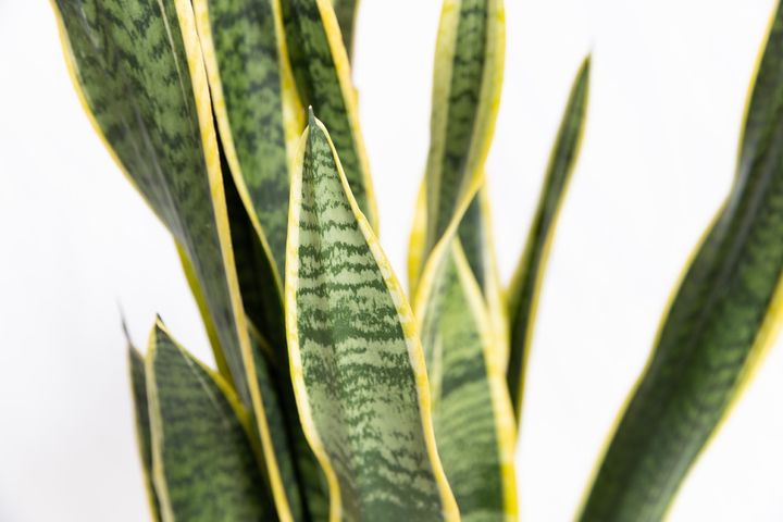 サンセベリア