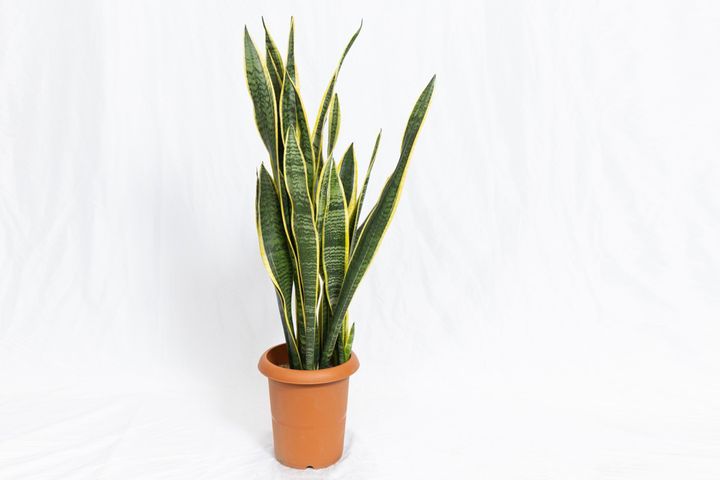 サンセベリア