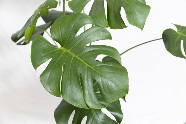 モンステラ