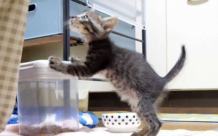 お代わりが食べたい子猫