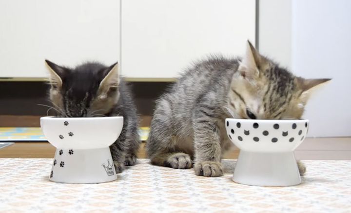ご飯が食べる子猫達
