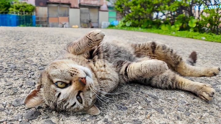 ゴロンゴロンと甘える猫