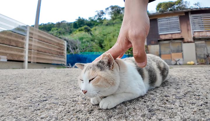 ナデナデされる猫