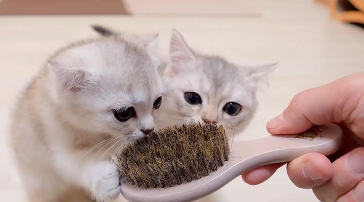 ブラシに興味津々の子猫達