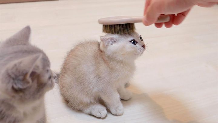 ブラッシングされる子猫