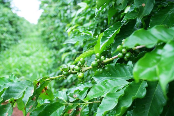 サステナブルな側面—生産者と環境への配慮