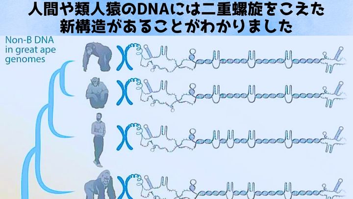 類人猿ゲノムに新DNA構造を発見