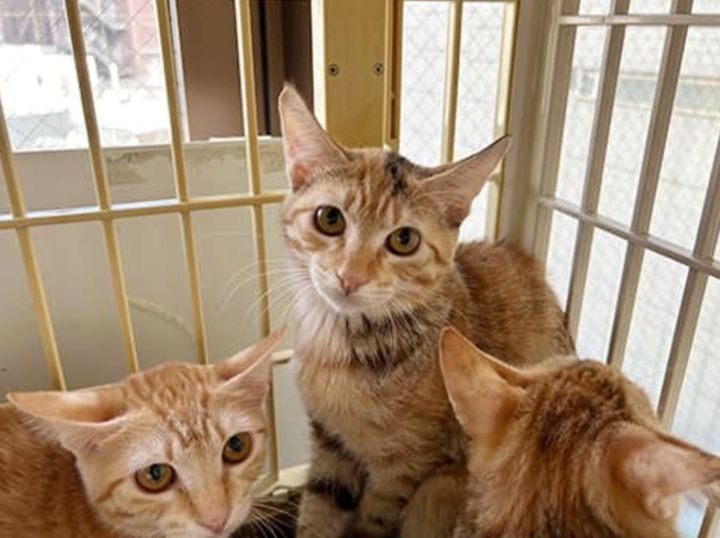 「東京キャットガーディアン」提供