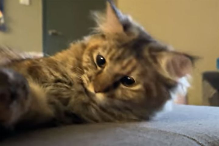 出典：Kathy's Cats LoFi