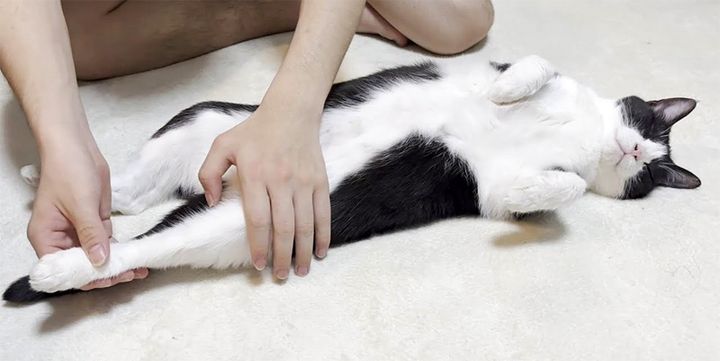足を伸ばされる猫
