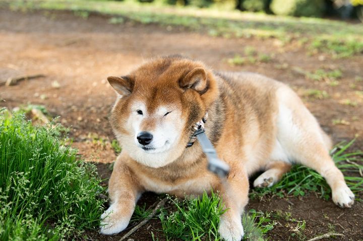 犬の肥満のリスクとは？（画像はイメージ）