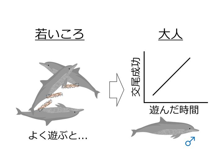 若い頃に遊んだオスのイルカほど、大人になってメスとの交尾に成功していた！