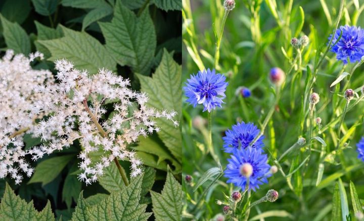 ヤグルマソウとヤグルマギク