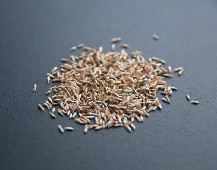 ヤグルマギクの種子