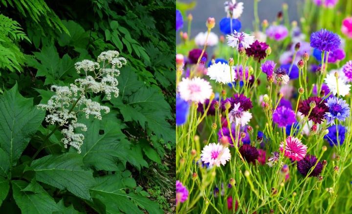 ヤグルマソウとヤグルマギク