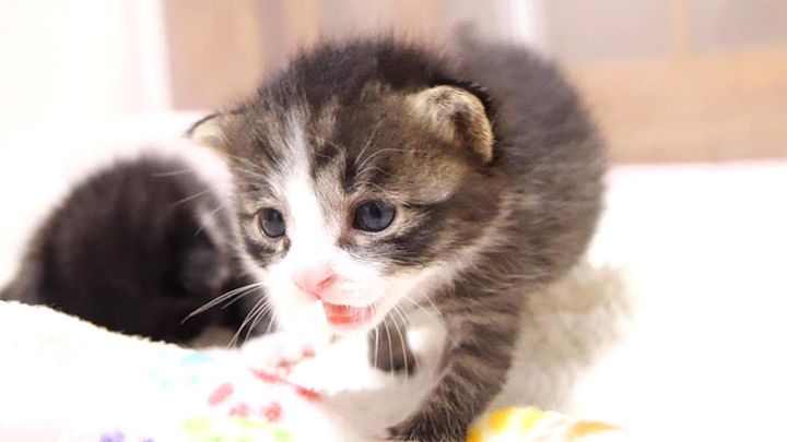 抱っこをおねだりしに行く子猫