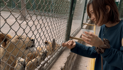 上海野生動物園にて虎の餌やり