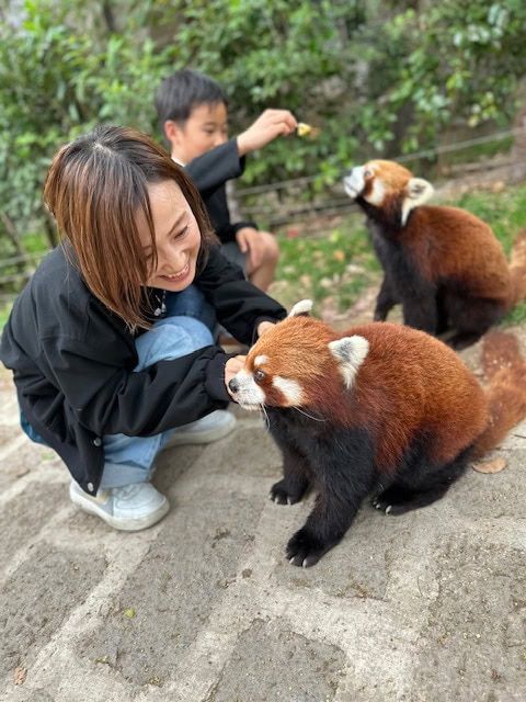 上海野生動物園でレッサーパンダに餌やり