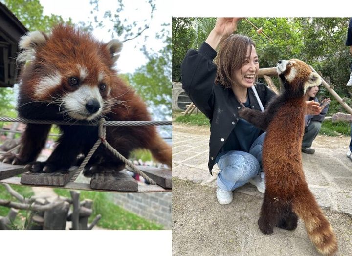 上海野生動物園のレッサーパンダ