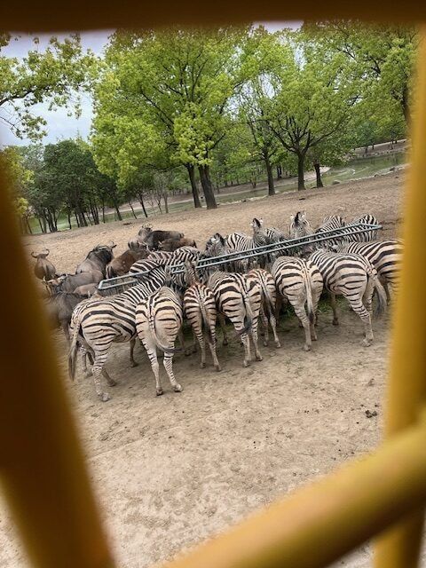 上海野生動物園 サファリエリアのシマウマ
