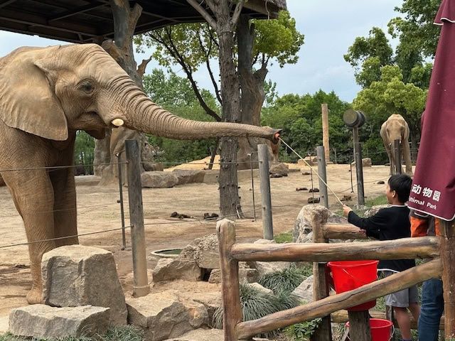 象への餌やり体験