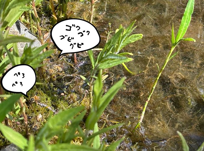 ドイツで子育てする中原さんの「ハニーハント」！ 娘の誕生日プレゼントは「ハチミツの収穫」!?【教えて！世界の子育て～ドイツ～】の画像12