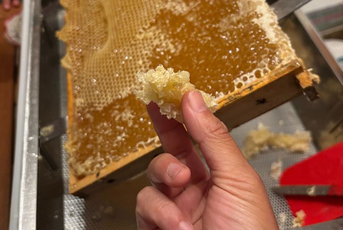 ドイツで子育てする中原さんの「ハニーハント」！ 娘の誕生日プレゼントは「ハチミツの収穫」!?【教えて！世界の子育て～ドイツ～】の画像10