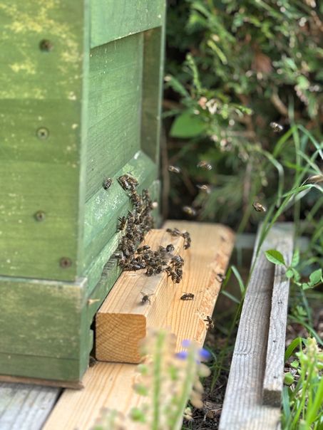 ドイツで子育てする中原さんの「ハニーハント」！ 娘の誕生日プレゼントは「ハチミツの収穫」!?【教えて！世界の子育て～ドイツ～】の画像2