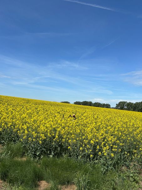ドイツで子育てする中原さんの「ハニーハント」！ 娘の誕生日プレゼントは「ハチミツの収穫」!?【教えて！世界の子育て～ドイツ～】の画像1