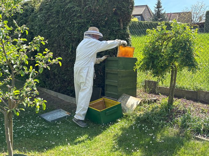 ドイツで子育てする中原さんの「ハニーハント」！ 娘の誕生日プレゼントは「ハチミツの収穫」!?【教えて！世界の子育て～ドイツ～】の画像11