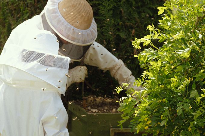 ドイツで子育てする中原さんの「ハニーハント」！ 娘の誕生日プレゼントは「ハチミツの収穫」!?【教えて！世界の子育て～ドイツ～】の画像5