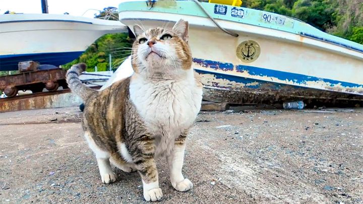 モフモフされに出てきた猫