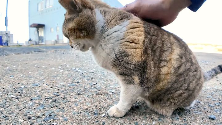 モフモフされる猫